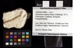 Foto (Objket + Etiketten) von Discutiolira moesica (Muţiu & Bădăluţă, 1971) 